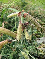 Майкараган волжский 004